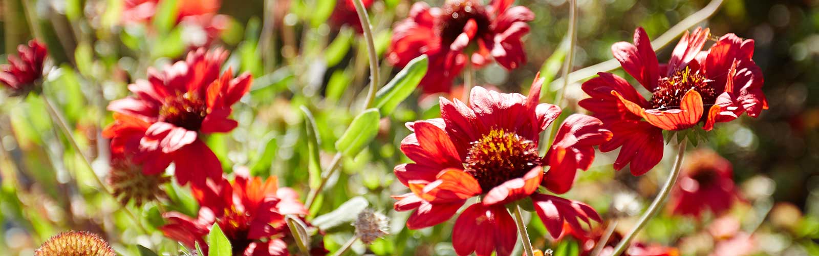 CAUE de la Vendée - un jardin plein de vie - publication