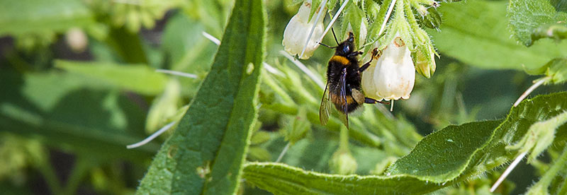 CAUE de la Vendée - un jardin plein de vie - publication