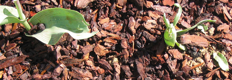 caue85-jardin-plein-de-vie-trivalis-paillage CAUE de la Vendée - un jardin plein de vie - publication